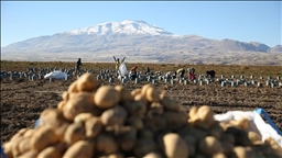 Li Bidlîsê rakirin û berhevkirina kartolan dewam dike