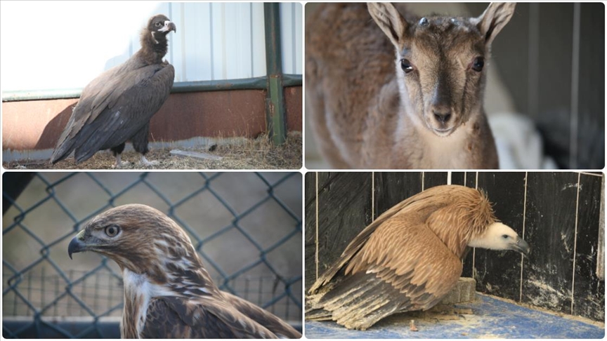 Kars'taki merkezde 10 yılda 4 bin 500 yaban hayvanı tedavi edildi