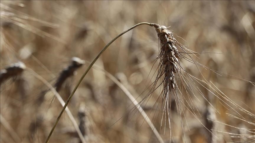 Teneurs alarmantes de TFA, un « polluant éternel », dans les produits céréaliers en Europe