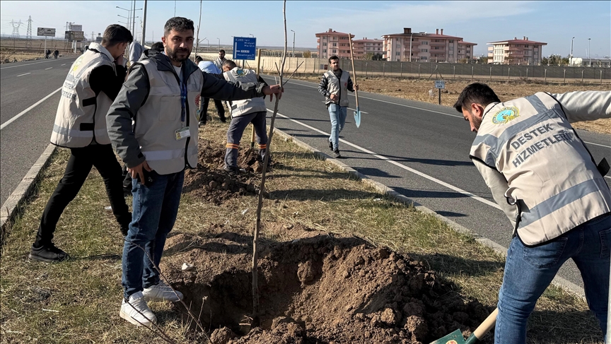 Li Cizîrê li ser rêya balafirgehê dar hatin çikandin