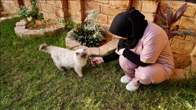 Hoteli me 5 yje për mace ofron shërbime luksoze për macet në Libi