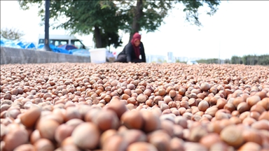 Ticaret borsalarında sezonun ilk üç ayında 138 bin tonu aşkın fındık işlem gördü