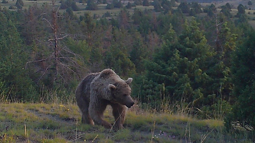 Sarıkamış ormanlarındaki yaban hayatı 19 yıldır yakın takipte