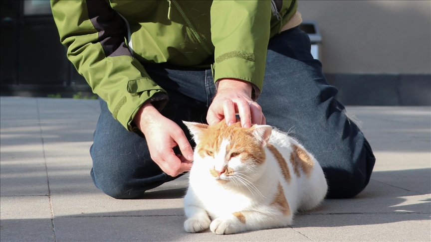 Kedilerin insanlarla iletişimi sahibinin cinsiyetine göre değişiklik gösterebiliyor