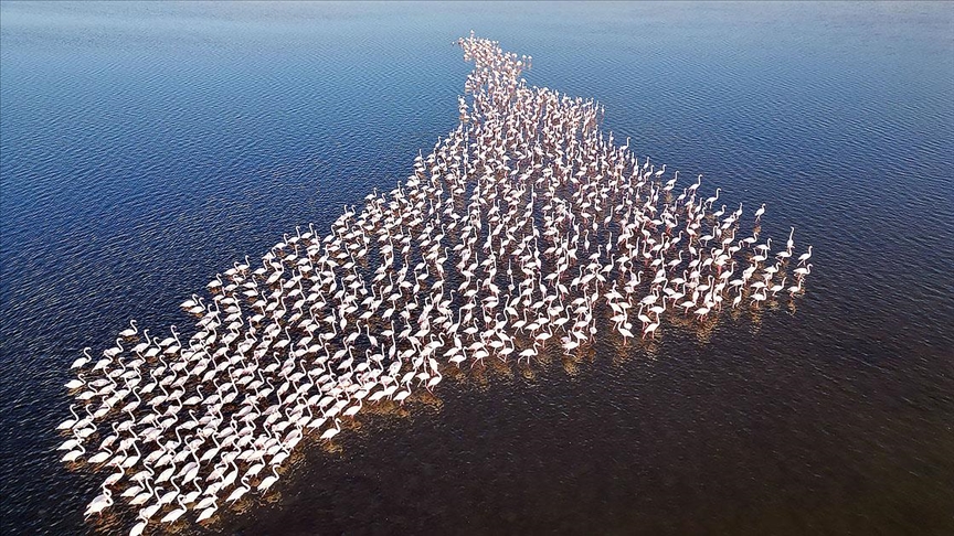  Mısır'daki Karun Gölü, göç eden flamingolara da ev sahipliği yapıyor