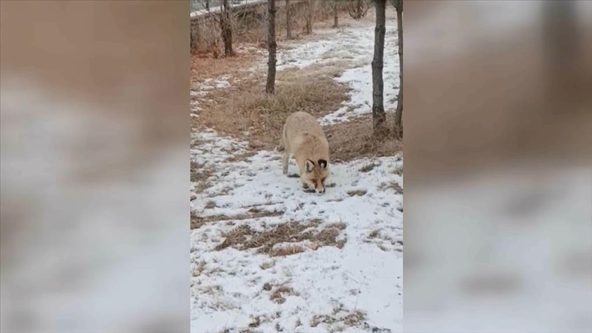 Ardahan'da okul bahçesinde yiyecek arayan tilki görüntülendi