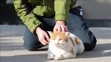 Kedilerin insanlarla iletişimi sahibinin cinsiyetine göre değişiklik gösterebiliyor