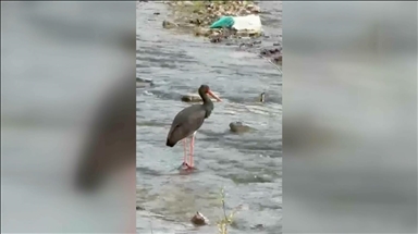 Türkiye'de nadir görülen kuş türlerinden kara leylek Karabük'te görüntülendi