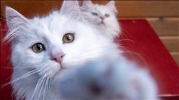 Kedilerin insanlarla iletişimi sahibinin cinsiyetine göre değişiklik gösterebiliyor