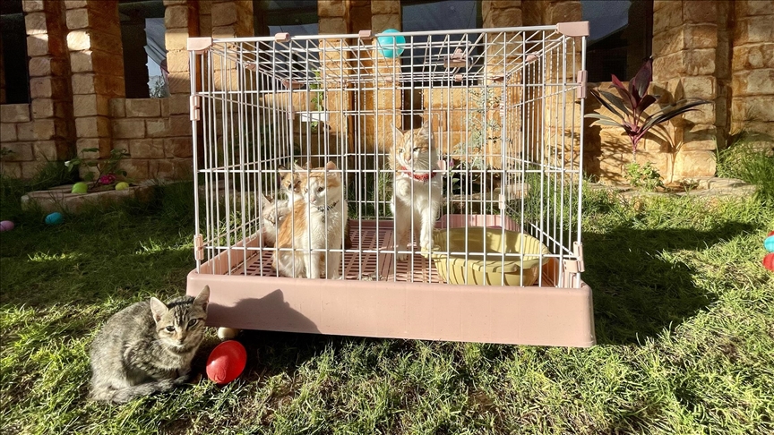 دلال 5 نجوم.. أول فندق للقطط في ليبيا بخدمات فاخرة (تقرير)