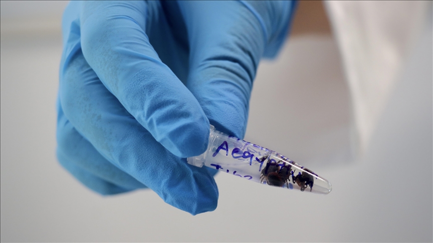 La Réunion : près de 450 000 personnes contaminées par le Chikungunya en 2025