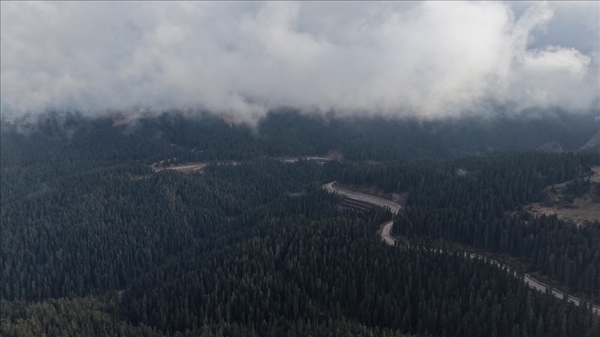 Ilgaz'da çam ağaçlarıyla bütünleşen sis dron ile görüntülendi