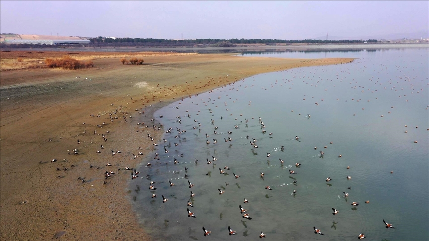 Elazığ'daki Cip Baraj Gölü farklı türde binlerce göçmen kuşu ağırlıyor