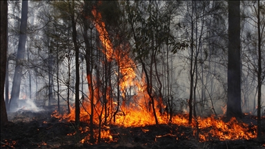 Avustralya'da iki ayrı eyalette çıkan orman yangınlarında 1 itfaiyeci öldü, 39 ev küle döndü