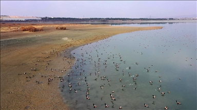 Elazığ'daki Cip Baraj Gölü farklı türde binlerce göçmen kuşu ağırlıyor
