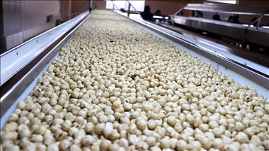 Trabzon'un 11 aylık fındık ihracatı 523 milyon doları aştı