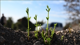 Osmaniye'de yangından etkilenen 45 hektarlık alan 7 bin 500 fidanla yeşertilecek