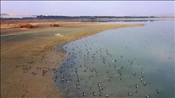 Elazığ'daki Cip Baraj Gölü farklı türde binlerce göçmen kuşu ağırlıyor