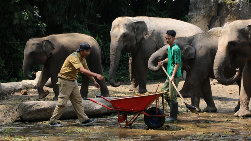 Indonesia deploys elephants to clear debris after deadly floods