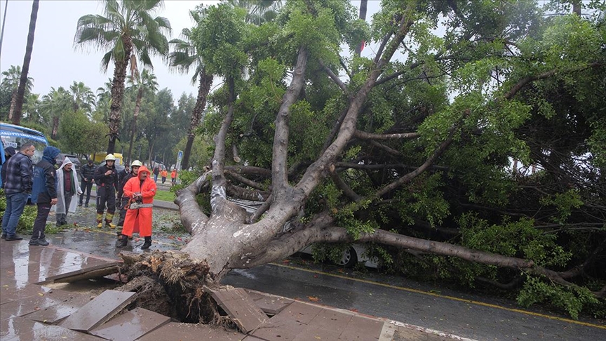 Mersin'de rüzgarın etkisiyle devrilen ağaç seyir halindeki 3 araca zarar verdi