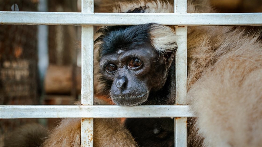 Дивите животни спасени од трговските мрежи добиваат нега во национален парк во Лаос