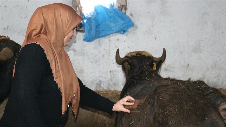 Gelin gittiği Ağrı'da köye ayak uyduran Mehtap Polat besicilikte örnek oluyor