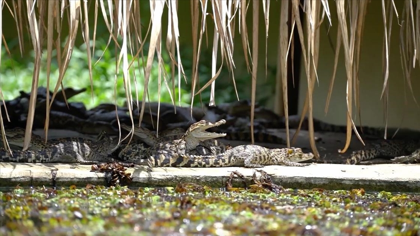 Qendra e Ruajtjes së Natyrës në Laos kujdeset për kafshët e egra të shpëtuara mes kërcënimit të trafikimit