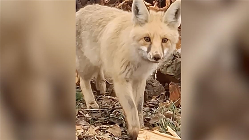 Malatyalı çiftçinin tilkiyle sohbeti cep telefonu kamerasına yansıdı