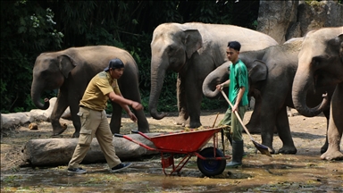 Indonesia deploys elephants to clear debris after deadly floods