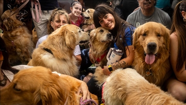 Над 1.800 златни ретривери се собраа во Буенос Аирес во обид да се собори светскиот рекорд