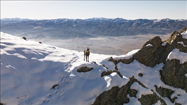 Tunceli doruklarında dağcıları ender görülen çengel boynuzlu dağ keçileri karşılıyor