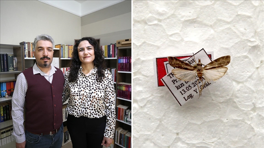 Diyarbakır'da keşfettiği yeni güve türüne eşinin adını verdi