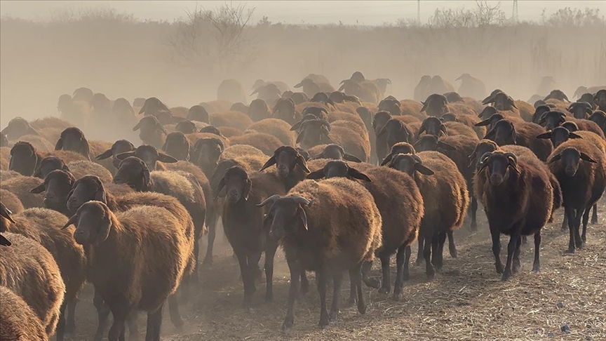 Ağrı Dağı çevresindeki otlaklarda morkaraman ırkı damızlık koyun yetiştiriliyor 