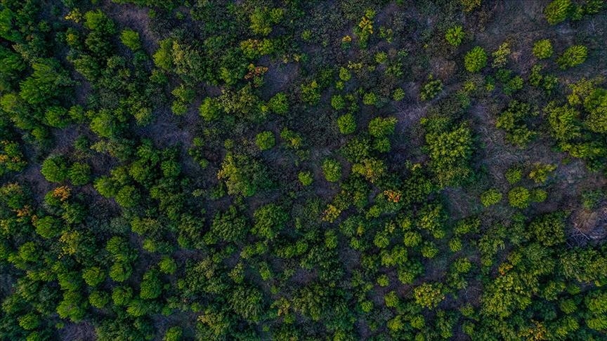 Turska prva u Evropi, četvrta u svijetu po povećanju šumskih površina