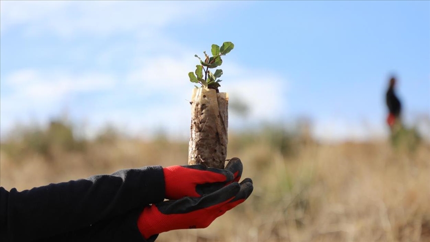 بتشجير تطوعي.. عمليات تجميل لغابات تونسية شوهتها الحرائق (تقرير)