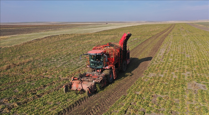 Kars'ta 94 bin ton pancar şekere dönüştürüldü 