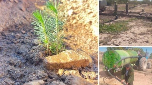 بتشجير تطوعي.. عمليات تجميل لغابات تونسية شوهتها الحرائق (تقرير)