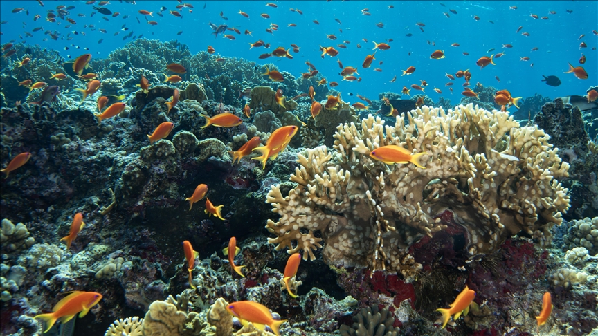 Koralet e Detit të Kuq, kopshte shumëngjyrëshe që lulëzojnë nën ujë