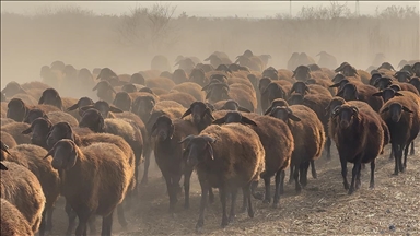 Ağrı Dağı çevresindeki otlaklarda morkaraman ırkı damızlık koyun yetiştiriliyor 