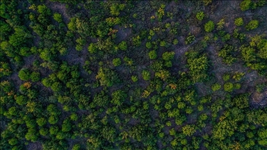 Turska prva u Evropi, četvrta u svijetu po povećanju šumskih površina