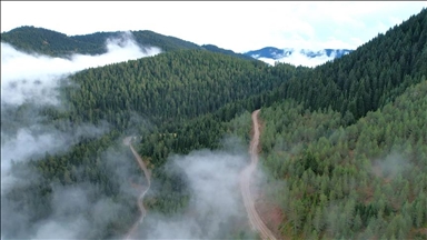 ترکیه از جمله کشورهایی است که در یک دهه اخیر بیشترین افزایش مساحت جنگل را داشته‌اند