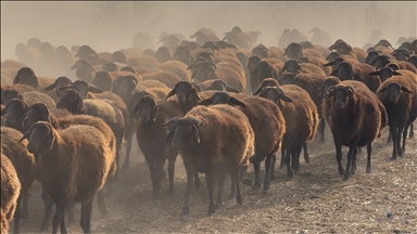 Li derdora Çiyayê Agiriyê mîhên sor tên xwedîkirin