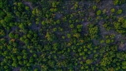 Türkiye dünyada ormanlık alanını en fazla artıran ülkeler arasında