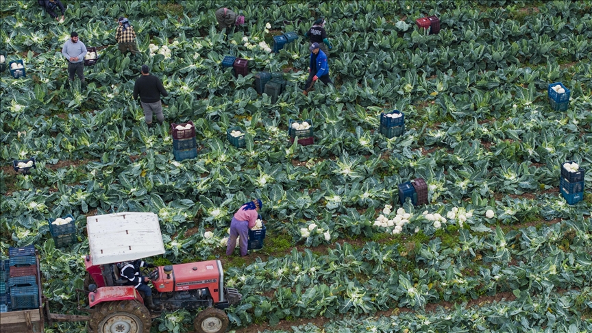 Kışlık sebze üssü İzmir, üretim gücünü yerli çeşitlerle artırdı