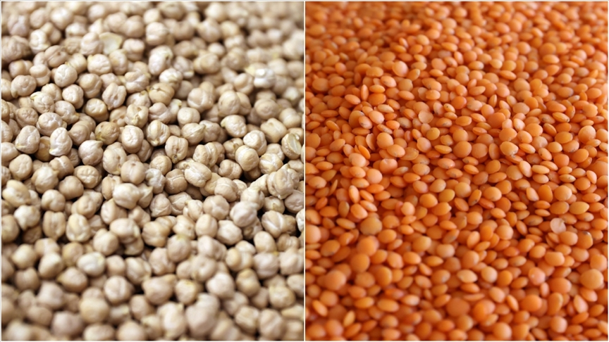 Türkiye-FAO öncü oldu, Nijerya'da ilk kez denenen nohut ve mercimek üretimi başarıya ulaştı