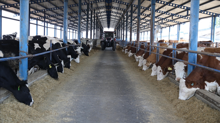 Dermatose nodulaire : Le troupeau d'Ariège touché devrait être abattu ce jeudi