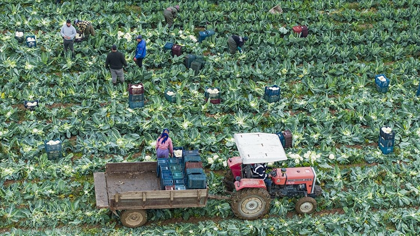 İzmir'in kışlık sebze tarlalarında hasat telaşı yaşanıyor