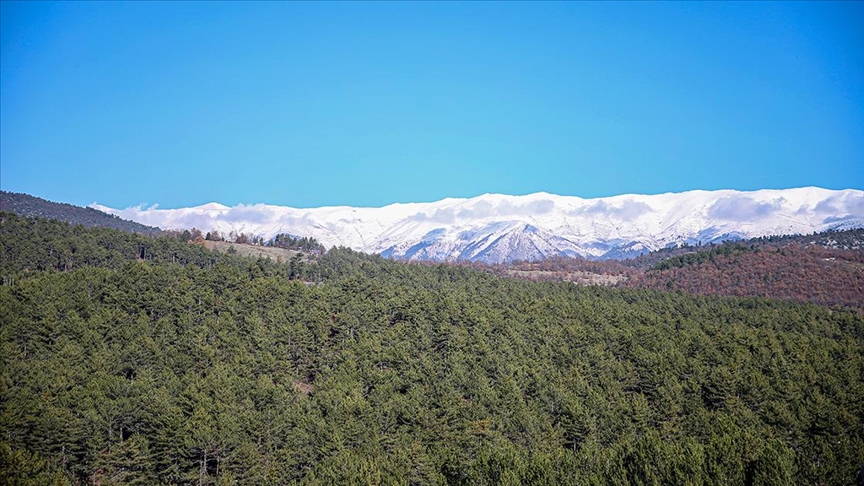 Uludağ eteklerinde oluşturulan bal ormanı arıcıları bekliyor