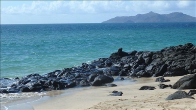 Marine pandemic pushes sea urchins toward extinction, study warns