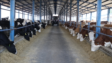 Dermatose nodulaire : Le troupeau d'Ariège touché devrait être abattu ce jeudi